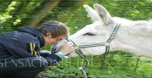 Molino del Puente 003