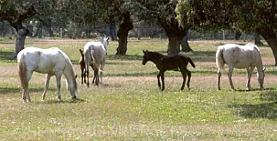Cortijo El Encinar-Portezuelo 005