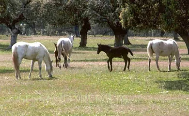 Cortijo El Encinar-Portezuelo en Pozoblanco (Córdoba) - Foto 5
