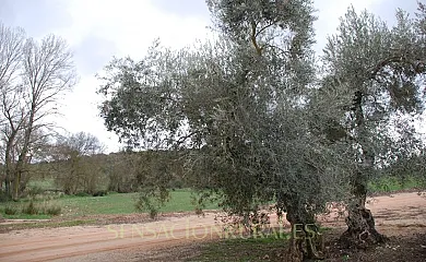 Molino Jabonero en Villanueva Del Trabuco (Málaga) - Foto 10