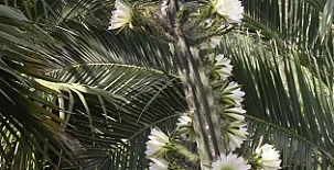 CASAS DEL MADROÑO 002