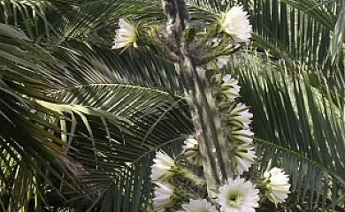 CASAS DEL MADROÑO en Cazalla de la Sierra (Sevilla) - Foto 2