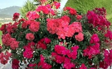 El Parque de Isabel en Prado Del Rey (Cádiz) - Foto 15