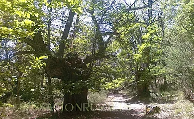 Casa Rural Al Patio en Los Loros (Ávila) - Foto 10