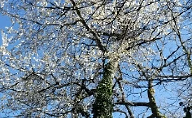 Casa Rural Al Patio en Los Loros (Ávila) - Foto 13