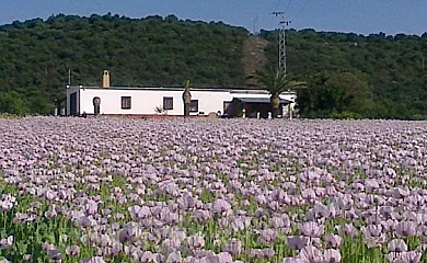 Santa Catalina en Villamartin (Cádiz) - Foto 1