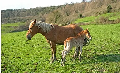 CASA AGUERRE en Hiriberri. Villanueva de Aezkoa (Navarra) - Foto 6