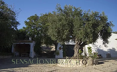 Cortijo Coracho y Casa Alameda en Osuna (Sevilla) - Foto 3
