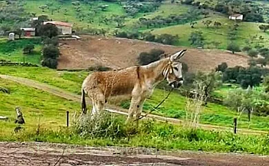 Lorenzo FELIX GOMEZ en Encinasola (Huelva) - Foto 11