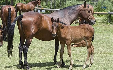 Yeguada Senillosa en Castello D´Empuries (Girona) - Foto 9