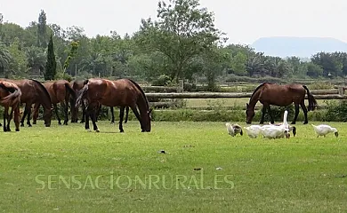 Yeguada Senillosa en Castello D´Empuries (Girona) - Foto 13