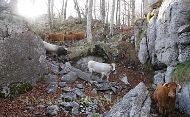 Posada El Mirador en Lavin de Soba (Cantabria) - Foto 10