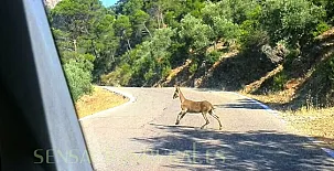 Cortijo La Besana 005