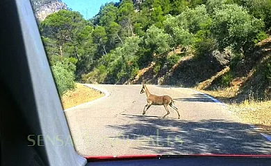 Cortijo La Besana en Hornos de Segura (Jaén) - Foto 5