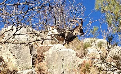 Fuente del Ciervo I y II en Arroyo Frío (Jaén) - Foto 8