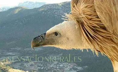 Fuente del Ciervo I y II en Arroyo Frío (Jaén) - Foto 9