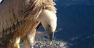 Fuente del Ciervo I y II 0012