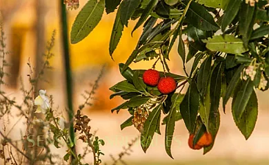 Los Pilones en La Haba (Badajoz) - Foto 8