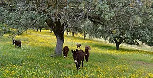 Casa Rural Alcornocalejo 0021