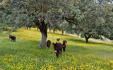 Casa Rural Alcornocalejo en Calera de León (Badajoz) - Foto 21