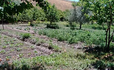 Huerta del Moreno en Usagre (Badajoz) - Foto 9