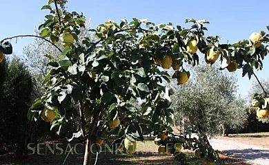 El Calar en Pozo Alcón (Jaén) - Foto 15