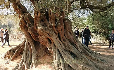 Casa Rural Tia Salomé en Sant Jordi. San Jorge (Castellón) - Foto 22