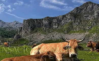 Casas Rurales Axtur en Cangas de Onis (Asturias) - Foto 13