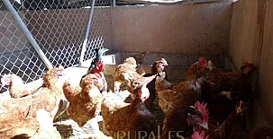 Finca Josentonio 0035