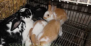 Finca Josentonio 0036