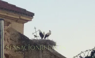 Arroyocantarranas en Canencia de la Sierra (Madrid) - Foto 15