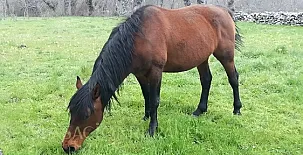 Arroyocantarranas 0019