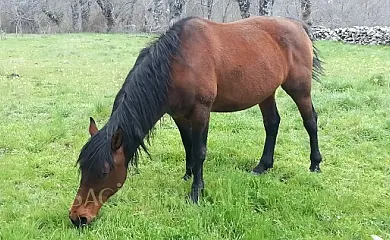 Arroyocantarranas en Canencia de la Sierra (Madrid) - Foto 19