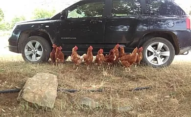 Casa Sestrales en Fanlo (Huesca) - Foto 17