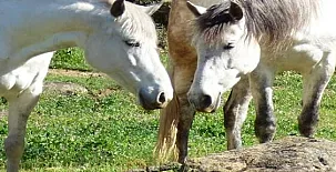 Valle los Ciervos 005