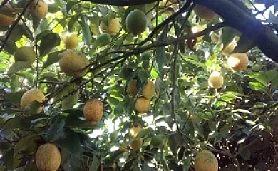 Casa Maximino en Llames de Parres (Asturias) - Foto 14