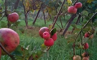 Casa Maximino en Llames de Parres (Asturias) - Foto 15