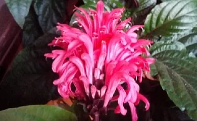 Casa Maximino en Llames de Parres (Asturias) - Foto 16