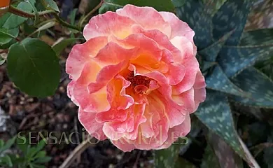 Casa Maximino en Llames de Parres (Asturias) - Foto 17