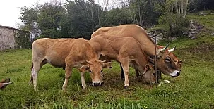 Apartamentos Braña 0015