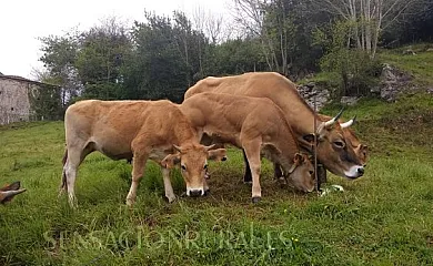 Apartamentos Braña en Llenin (Asturias) - Foto 15