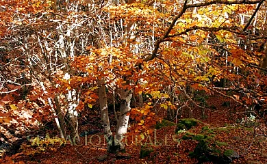 La Piedra del Molino en Galve De Sorbe (Guadalajara) - Foto 18
