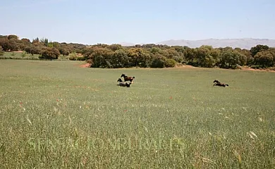 Finca La Carraca en Archidona (Málaga) - Foto 18