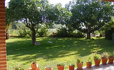 Higueras y Olivos en Candeleda (Ávila) - Foto 7