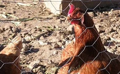 Mas Palleu en Santa Pau (Girona) - Foto 7