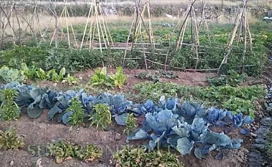 Fuente Alberche en San Martín de la Vega del Alberche (Ávila) - Foto 12