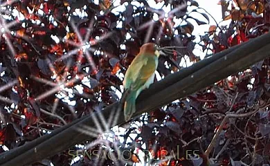 Mas Casalliques en Rupit i Pruit (Barcelona) - Foto 14