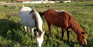 Casa Rural Superior Finca la Herencia 0013