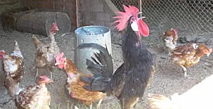 Molino Castilpelayo 003