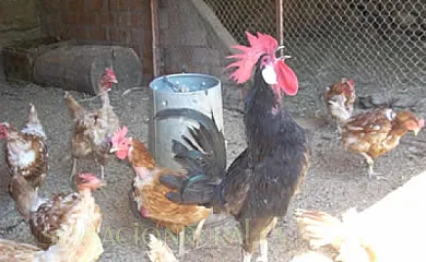 Molino Castilpelayo en Gascueña de Bornova (Guadalajara) - Foto 3